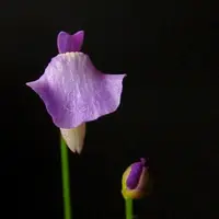 Tiny Bladderwort