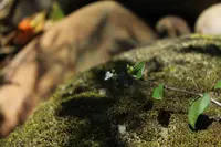 Callisia gracilis