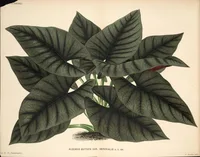 Alocasia nebula (Alocasia nebula) plant