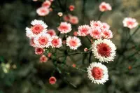 Actinodium