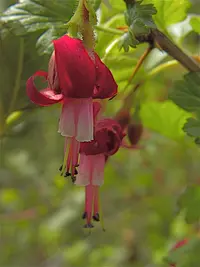 gummy gooseberry