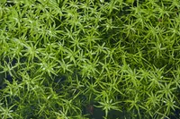 blunt-fruited water-starwort