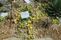 Yerba Linda (Peperomia rotundifolia) plant