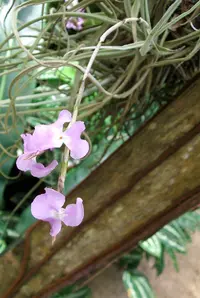 Tillandsia streptocarpa