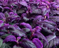 Purple Velvet Plant (Gynura aurantiaca 'Purple Passion') plant