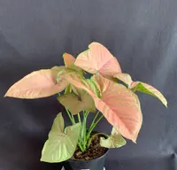 Arrowhead Plant (Syngonium podophyllum 'Pink Allusion') plant