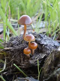 dung-loving Deconica (Deconica coprophila) plant