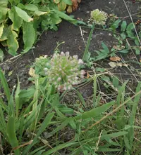 Siberian chives