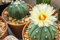 Star cactus in the pot