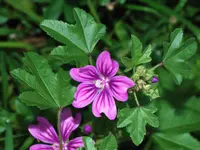 high mallow