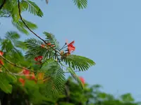 Delonix regia