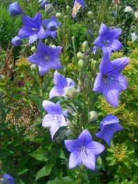 Balloon flower
