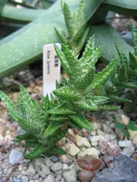Tiger tooth aloe