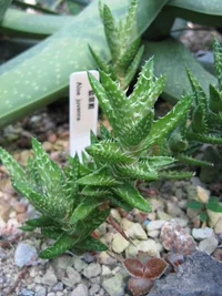 Tiger tooth aloe (Aloe juvenna) plant