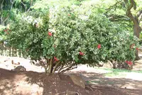 Chinese hibiscus