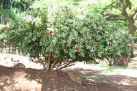 Chinese hibiscus