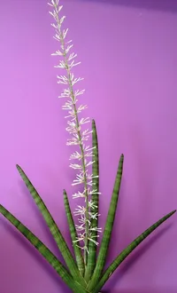 Cylindrical snake plant