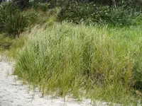 river bulrush