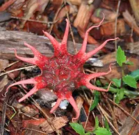 anemone stinkhorn fungus