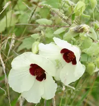 tropical rose mallow (Hibiscus vitifolius) plant