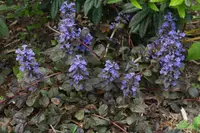 Bugleweed
