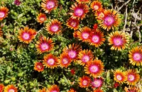 Delosperma Fire Spinner flower