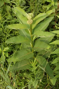 common milkweed