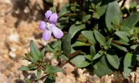 Chaenorhinum grandiflorum