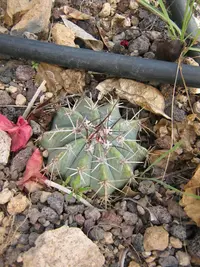 Turk's Cap Cactus