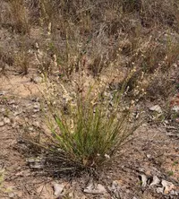 purple lovegrass