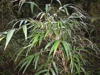 Argentinian quila