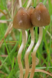 liberty cap (Psilocybe semilanceata) plant