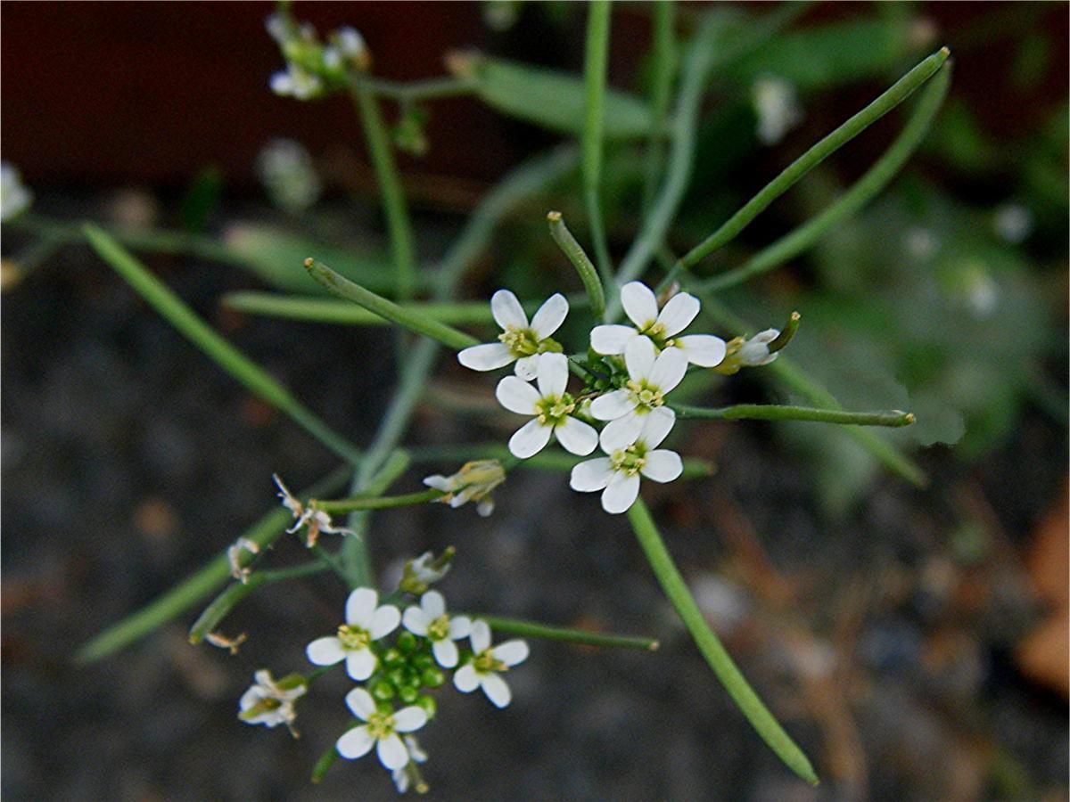 Arabidopsis thaliana
