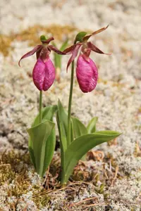 Pink lady's slipper (Cypripedium acaule) plant