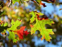 Scarlet Oak