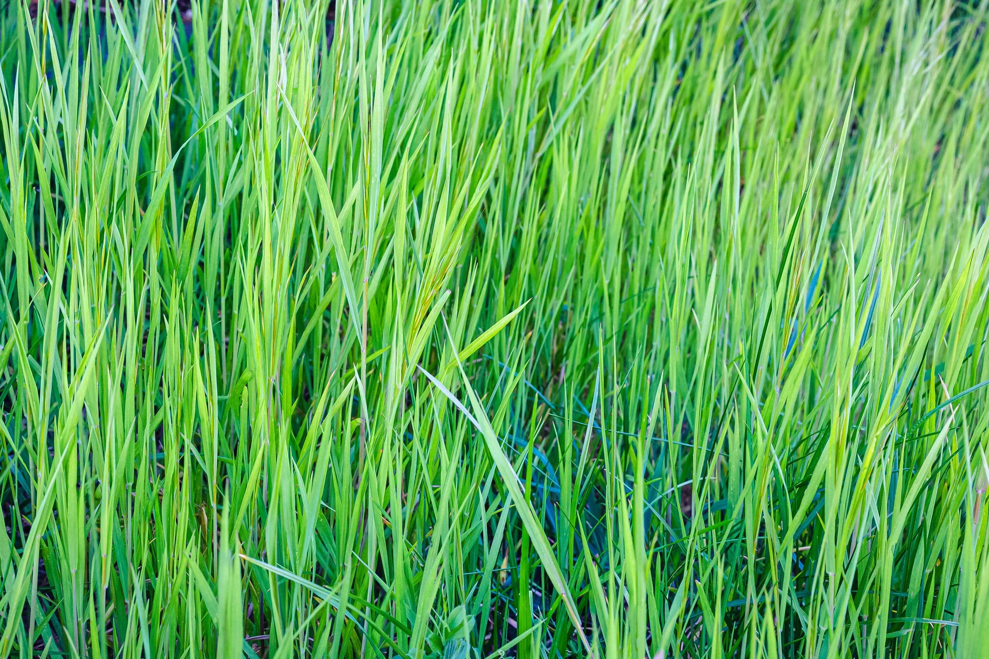 How to Prevent Crabgrass From Coming Back