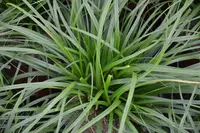Sedge (Carex oshimensis EverColor® Everillo) plant