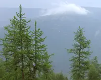 Siberian Larch