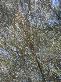 bull-oak (Allocasuarina luehmannii) plant
