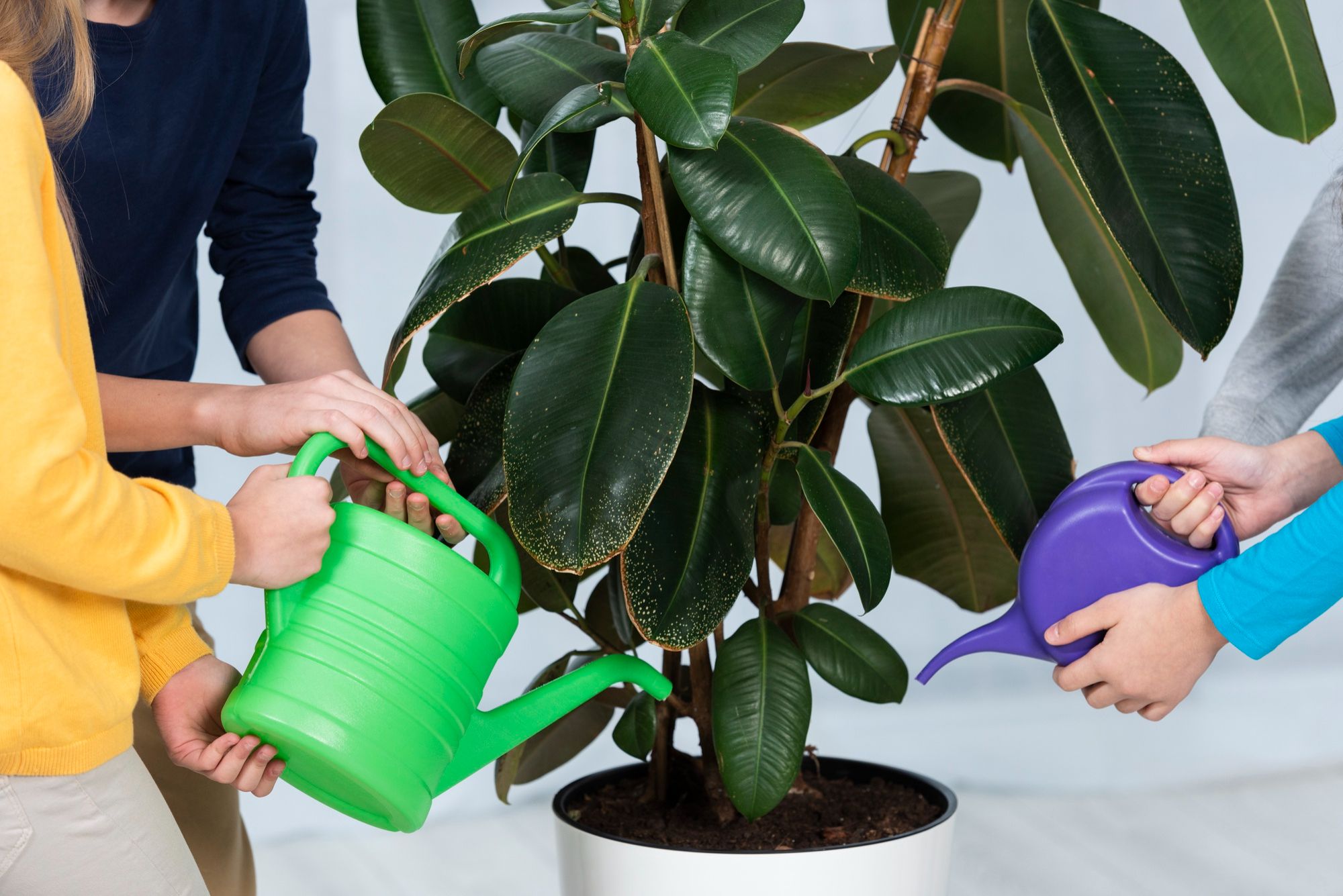 How to Fix an Overwatered Plant