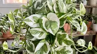 Pothos