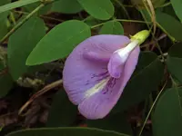 Atlantic pigeonwings (Clitoria mariana) plant