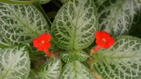 Episcia cupreata leaf