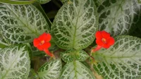 Episcia cupreata leaf