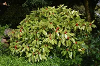Japanese Laurel