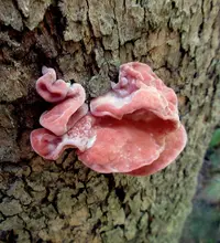 wood ear