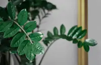 ZZ plant