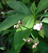 Cohitre Blanco