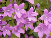 Dalmatian bellflower (Campanula portenschlagiana) plant