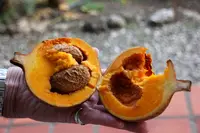 mammee apple (Mammea americana) plant